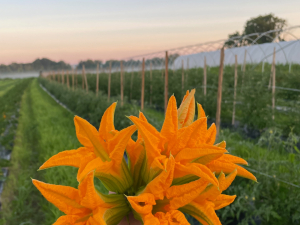 Six-Hands-Farm-Store-Catskill-NY