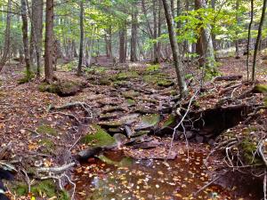 Mountain Top Arboretum forest