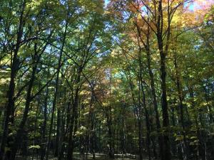 living earth elm hill pike