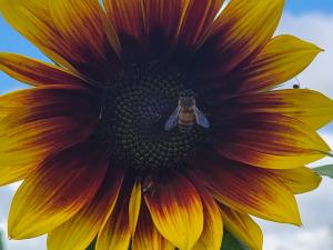 Sunflower Field 