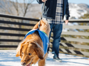 snowy-walks-with-dogs-catskills-scribners-catskill-lodge