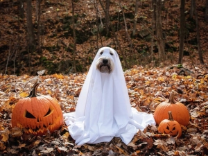 family-friendly-halloween-catskills