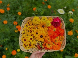 Sun Drawn - Natural Dye Workshop