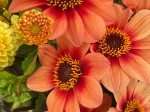 Dahlias