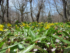 Spring-wildflower-hike-for-the-whole-family-destination-backcountry
