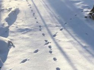 Animal-tracking-in-the-snow-mountain-top-arboretum