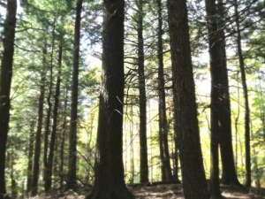 The Canopy Dinner  to benefit Mountain Top Arboretum