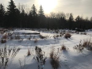 Mountain Top Arboretum