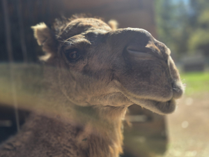 earth-day-celebration-bailiwick-zoo-catskill-ny