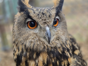 earth-day-celebration-bailiwick-zoo-catskill-ny