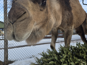Bailiwick-zoo-opening-day-catskill-ny