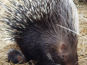 earth-day-celebration-bailiwick-zoo-catskill-ny