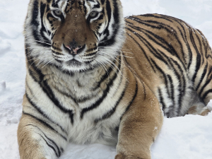 Bailiwick-zoo-opening-day-catskill-ny
