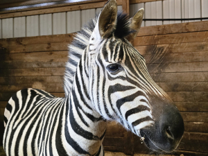 Bailiwick-zoo-opening-day-catskill-ny