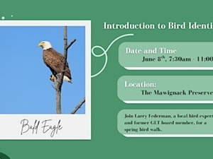 introduction to bird identification