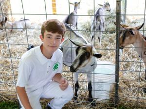 Boy with goats
