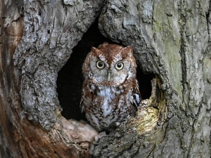 Wildlife Enhancement Woodland Walk at Siuslaw Model Forest