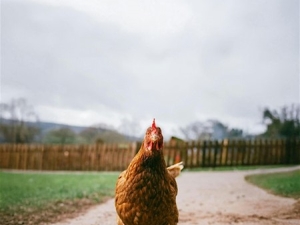 Poultry Workshop: Small Flock Management