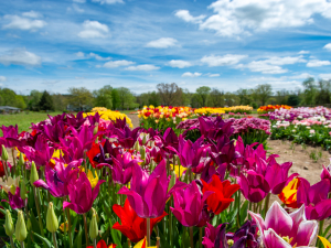 Spring-fling-flower-walk-meadowbrook-farm-catskills