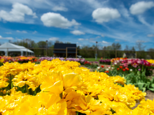 Spring-fling-flower-walk-meadowbrook-farm-catskills