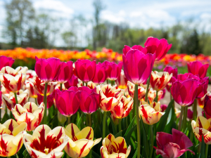 Northern-Catskills-Spring-Festival-Tulip-Walk