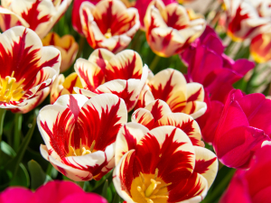 Family-friendly-Northern-Catskills-Spring-Festival-Tulip-Walk