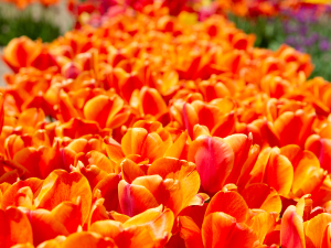 pick-your-own-sunflowers-meadowbrook