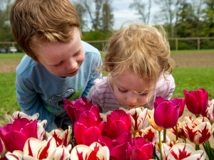 Family-friendly-Northern-Catskills-Spring-Festival-Tulip-Walk