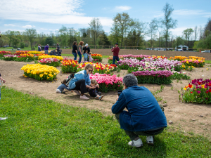 Northern-Catskills-Spring-Festival-Tulip-Walk