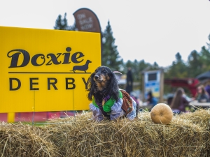 the doxie derby at Hunter