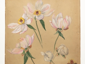 Artist & Curator Roundtable: "Emily Cole: Ceramics, Flora, & Contemporary Practices"