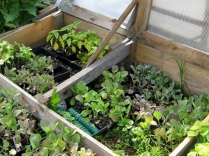 Fall Gardening Day - CCE