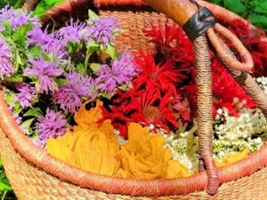 Foraging Workshop