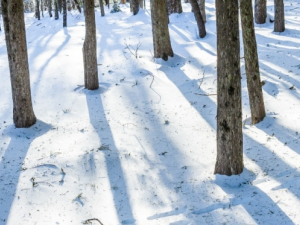 Forest-Bathing-Solstice-Mountain-Top-Arboretum