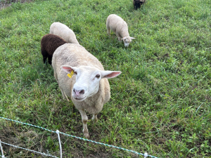 New-And-Beginning-Farmer-Seminar-CCE