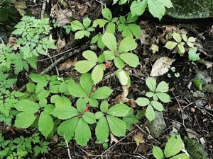 Ginseng