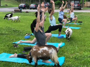 events-for-kids-and-families-catskills-tiny-house-resort-goat-yoga