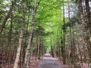 Forest Bathing Zen Hike Mountain Top Historical Society