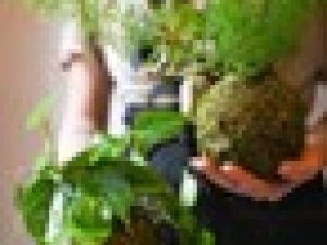 Kokedama