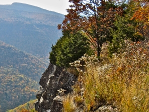 Catskills-Lark-In-the-park
