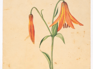 Emily-Cole-and-Valerie-Hegarty-LIFE-CYCLES-2026-exhibit