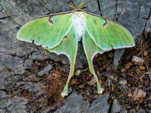 The Night Shift: Creating A Garden to attract Nighttime Pollinators