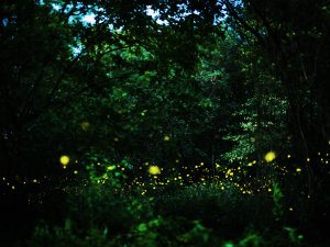 Wild-Hudson-valley-cairo-ny-eco-camp-nature-workshop-night-in-the-forest