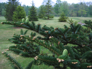 mountain-top-arboretum-tannersville-ny