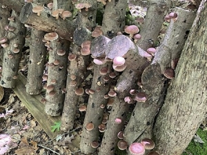 Outdoor Mushroom Farming Series