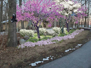 Athens-Cultural-Center-planning-your-pocket-native-plant-garden