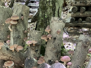 mushroom-farming-class-series-shitake-mushroom-cultivation-cornell-cooperative-extension-Great-northern-catskills-workshops