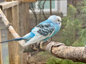 Fiesta-at-the-zoo-sinco-de-mayo-bailiwick-zoo-catskill-ny