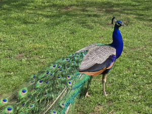 earth-day-celebration-bailiwick-zoo-catskill-ny