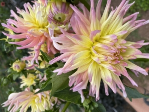 Dahlias